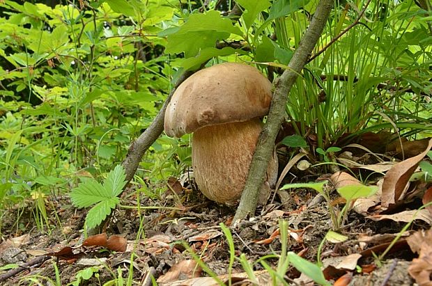 hríb dubový Boletus reticulatus Schaeff.