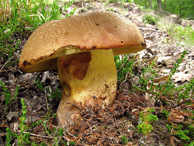 hríb príveskatý Butyriboletus appendiculatus (Schaeff. ex Fr.) Secr.