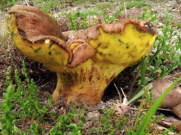 hríb príveskatý Butyriboletus appendiculatus (Schaeff. ex Fr.) Secr.