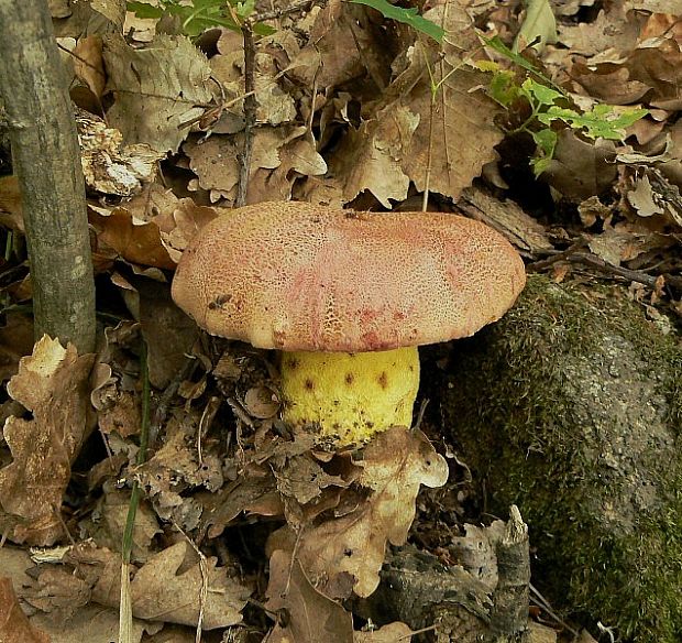 hríb kráľovský Butyriboletus regius (Krombh.) D. Arora & J.L. Frank