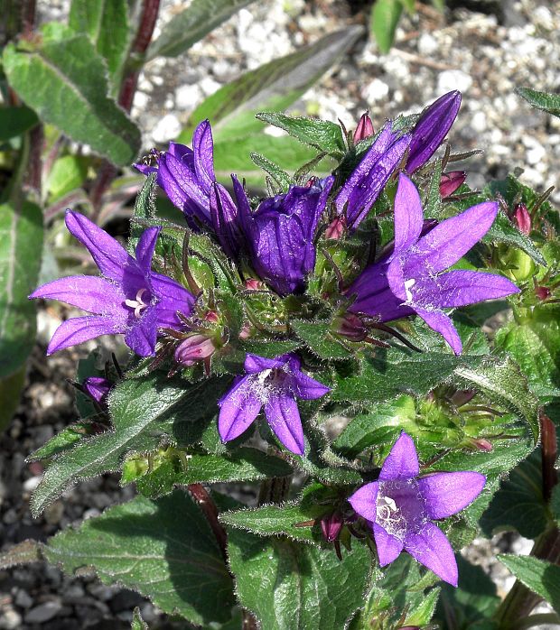 zvonček klbkatý Campanula glomerata agg. L.