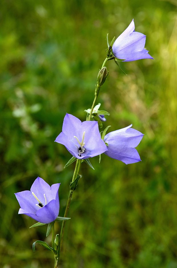 zvonček broskyňolistý Campanula persicifolia L.