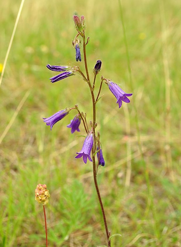 zvonček sibírsky Campanula sibirica L.