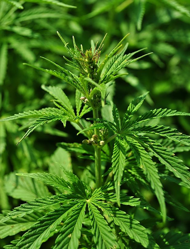 konopa  Cannabis sp.