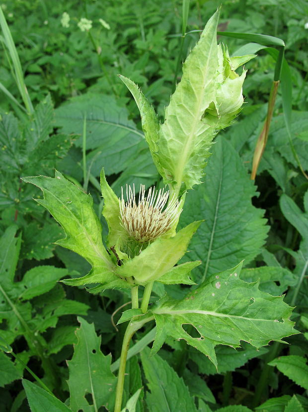 pichliač zelinový Cirsium oleraceum (L.) Scop.