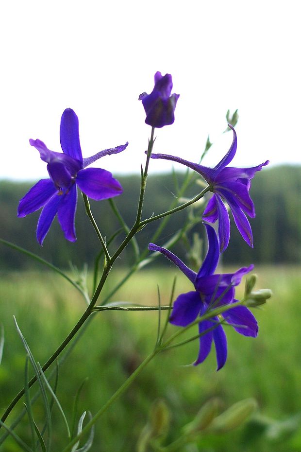 ostrôžka poľná  Consolida regalis Gray