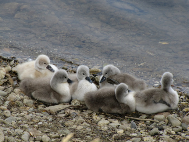 labuť hrbozobá Cygnus olor