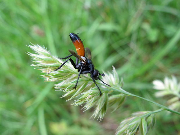 dvojkridlovec Cylindromyia brassicaria