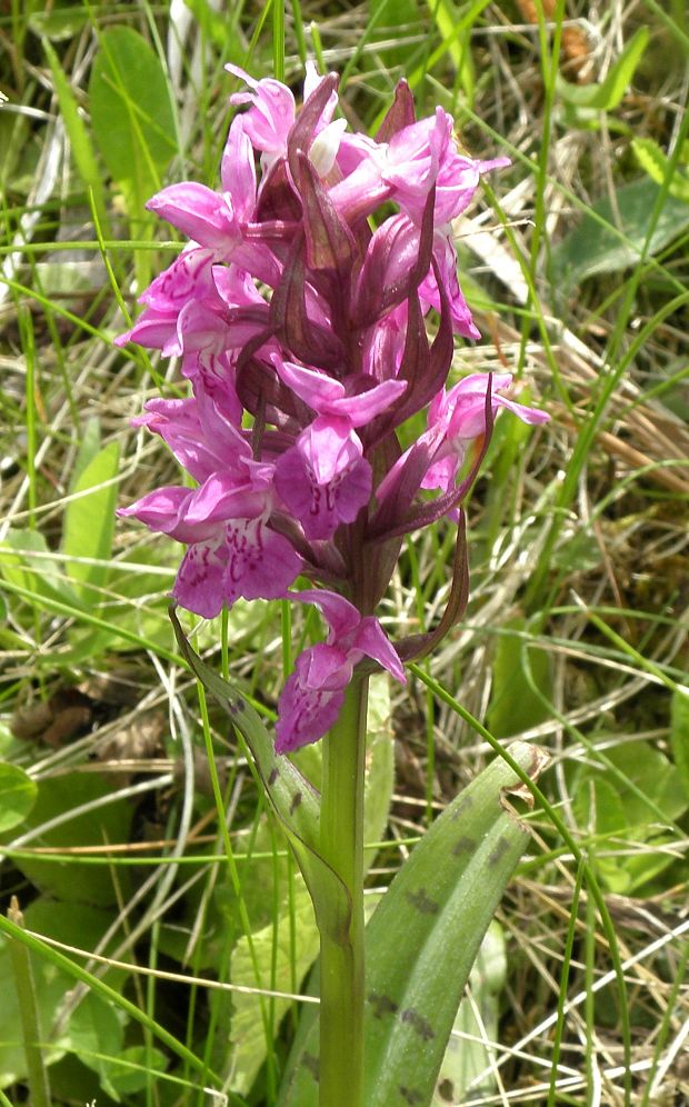 vstavačovec májový pravý Dactylorhiza majalis subsp. majalis (Reincherb.) Hunt & Summerh.