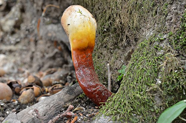 lesklokôrovka obyčajná Ganoderma lucidum (Curtis) P. Karst.