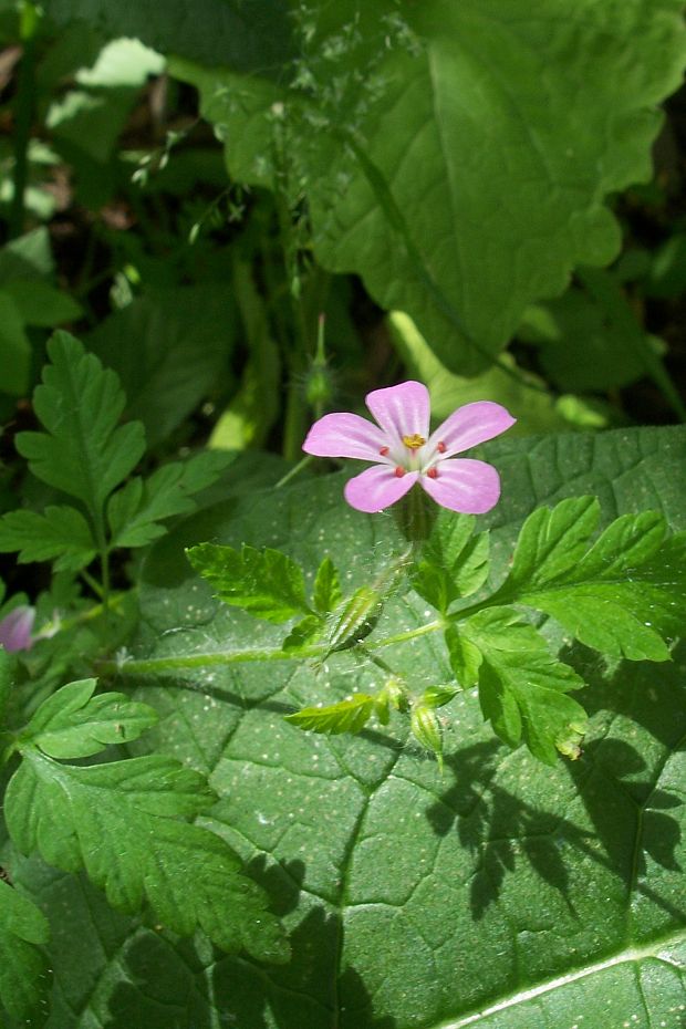 pakost smradľavý Geranium robertianum  L.