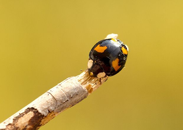 . Harmonia axyridis var. spectabilis