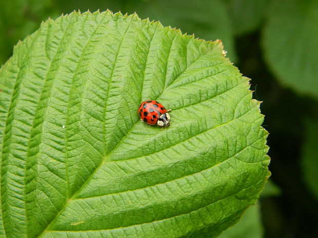 lienka Harmonia axyridis