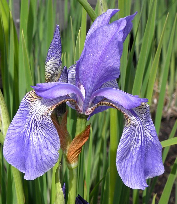 kosatec sibírsky Iris sibirica L.