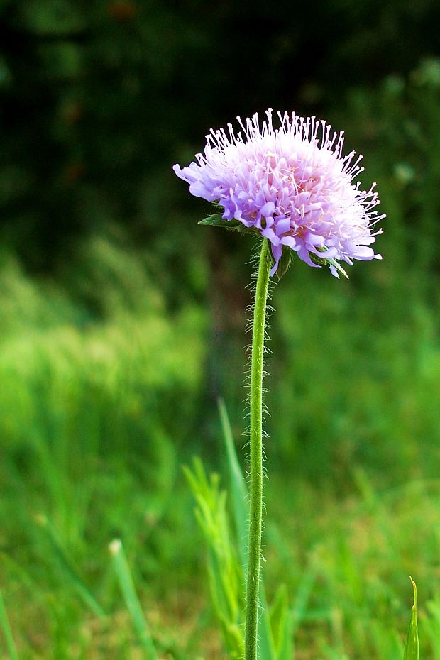 chrastavec rolny  Knautia arvensis (L.) Coult.