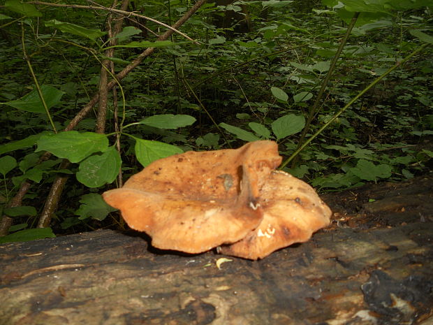 sírovec obyčajný? Laetiporus sulphureus? (Bull.) Murrill