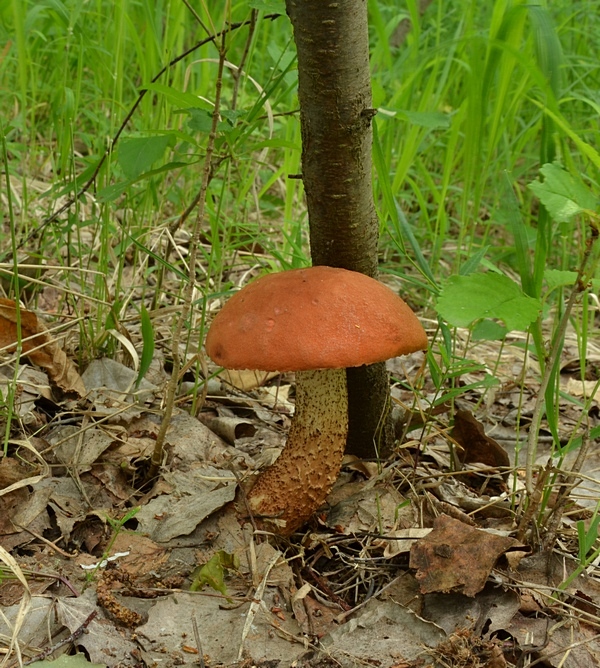 kozák osikový Leccinum albostipitatum den Bakker & Noordel.