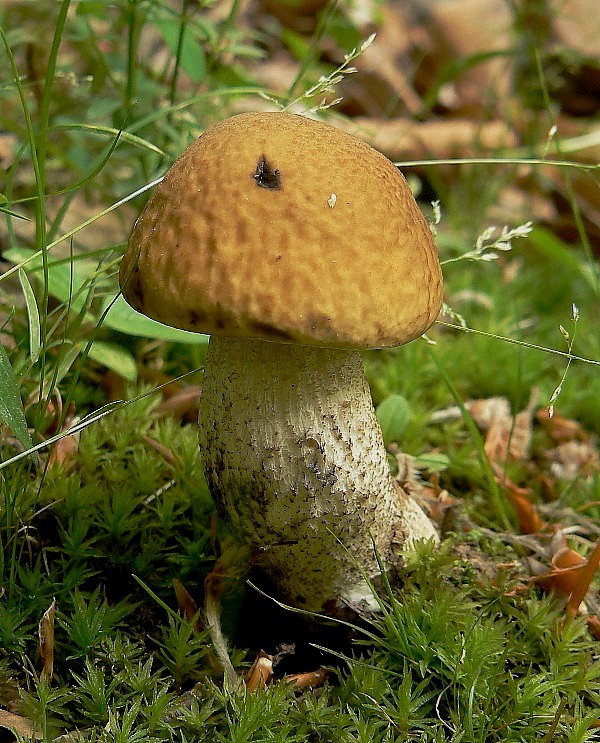 kozák hrabový Leccinum pseudoscabrum (Kallenb.) Šutara