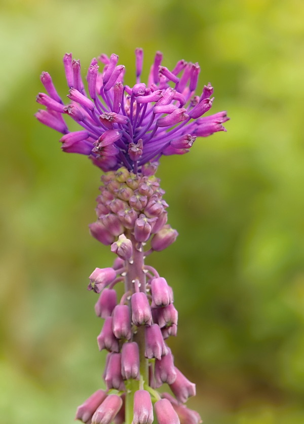 leopoldia chochlatá Leopoldia comosa (L.) Parl.