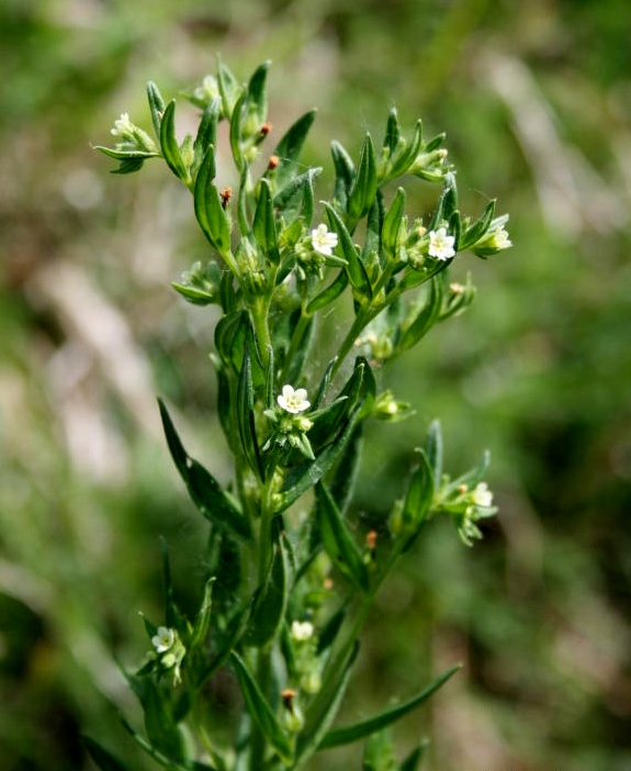 kamienka lekárska Lithospermum officinale L.