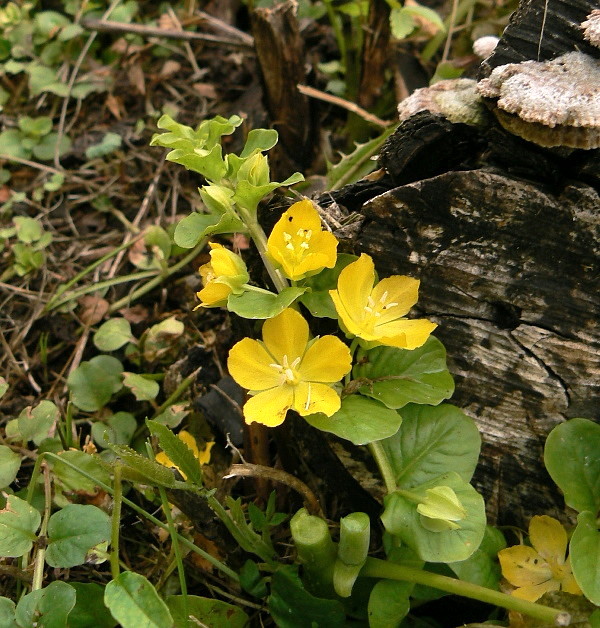 čerkáč peniažtekový Lysimachia nummularia L.