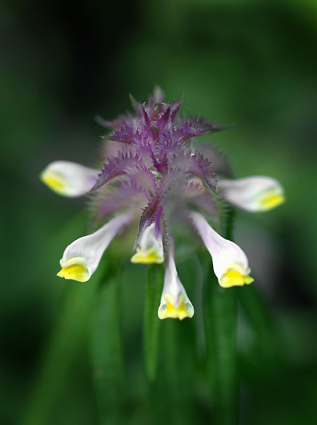 čermeľ hrebenitý Melampyrum cristatum L.