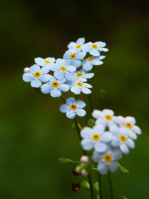 nezábudka močiarna Myosotis scorpioides L.