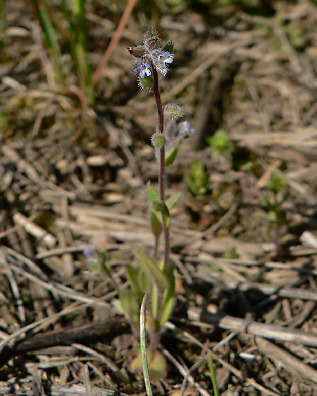 nezábudka drobnokvetá - pomněnka drobnokvětá Myosotis stricta Link ex Roem. et Schult.