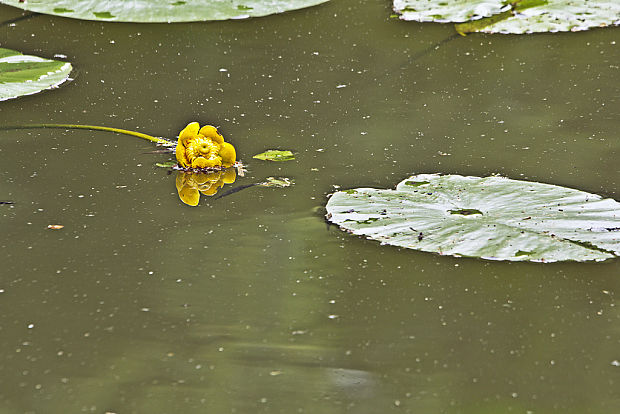 leknica žltá Nuphar lutea (L.) Sm.