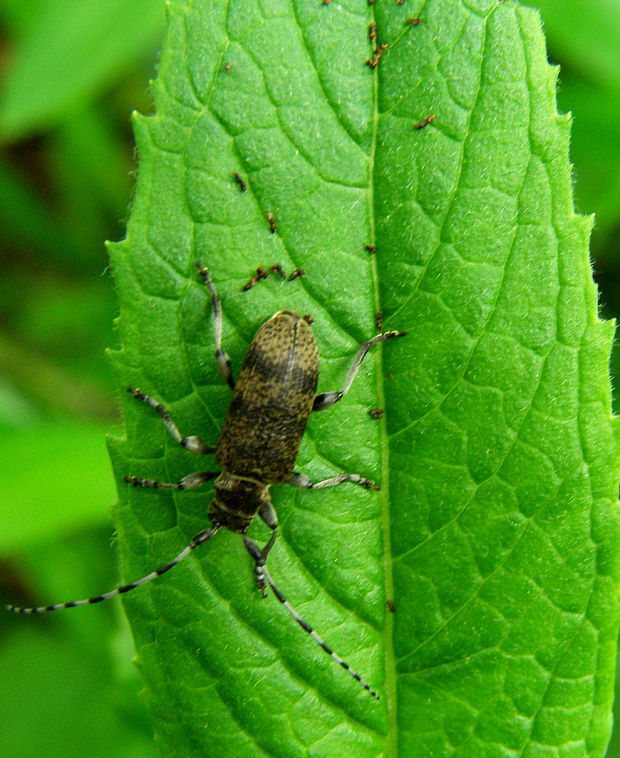 fuzač Oplosia cinerea