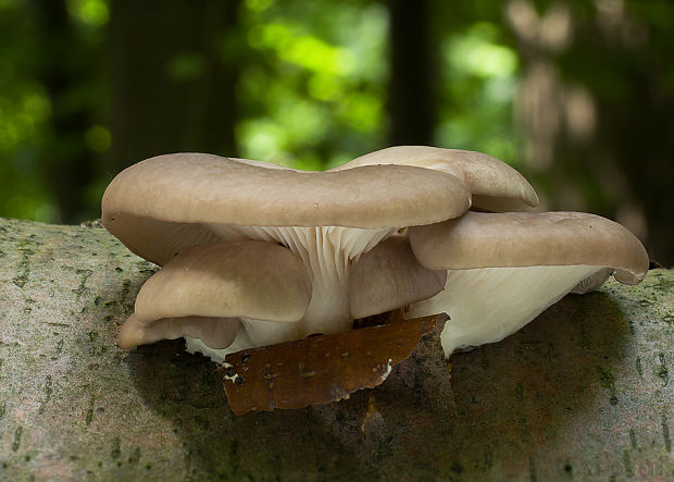 hliva buková Pleurotus pulmonarius (Fr.) Quél.