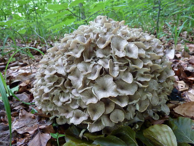 trúdnik klobúčkatý Polyporus umbellatus (Pers.) Fr.