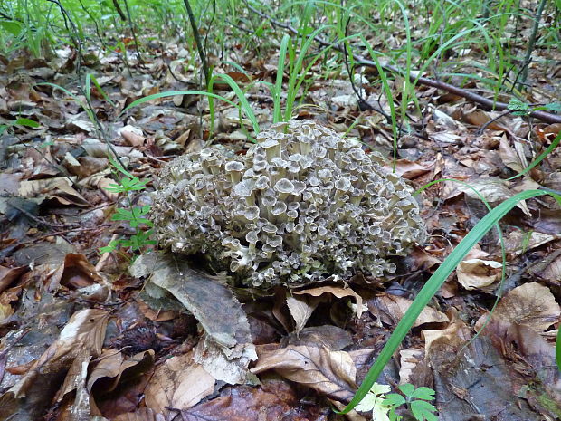 trúdnik klobúčkatý Polyporus umbellatus (Pers.) Fr.