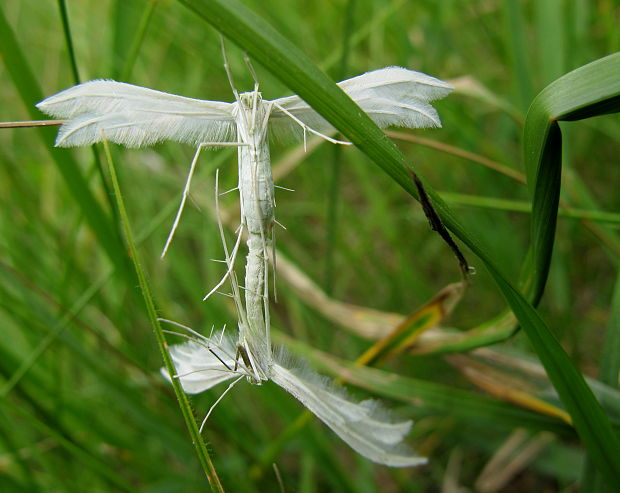 pierkavec povojovy Pterophorus pentadactyla