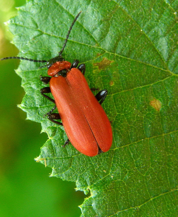 červenáčik ohnivý Pyrochroa coccinea Linnaeus, 1761