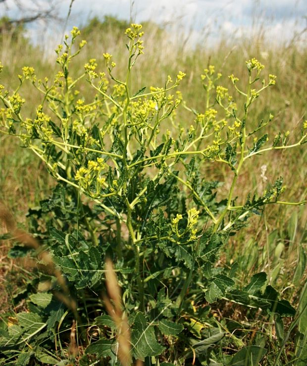 repča trváce Rapistrum perenne (L.) All.