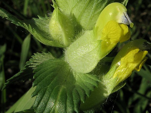 štrkáč kohútikový Rhinanthus alectorolophus Pollich