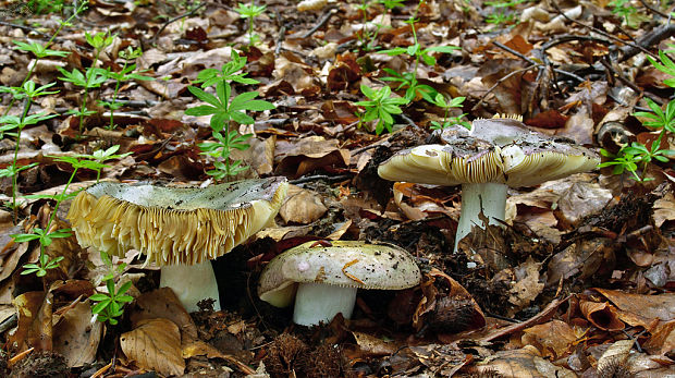 plávka Russula sp.