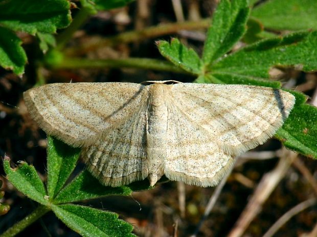 piadica pruhovaná Scopula virgulata