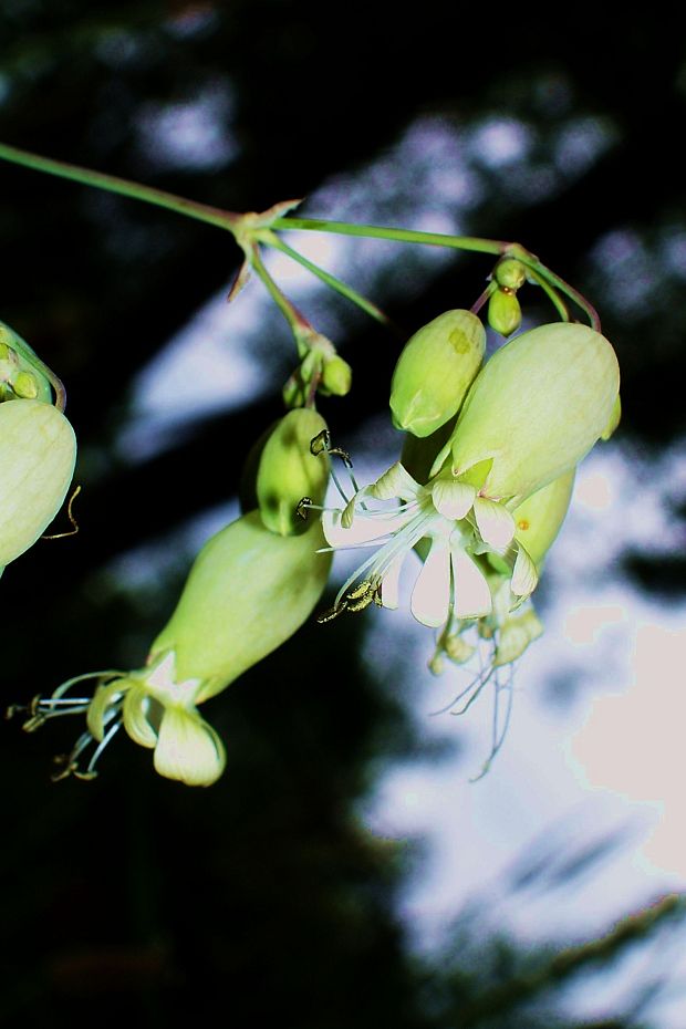 silenka obyčajná  Silene vulgaris (Moench) Garcke