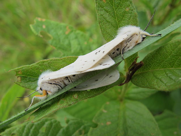 spriadac obycajny Spilosoma lubricipeda