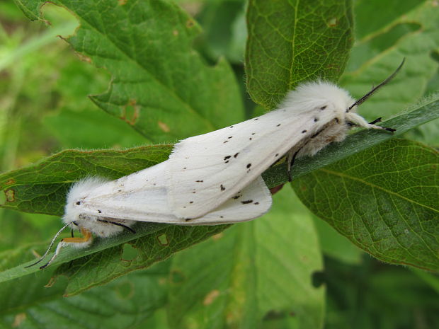 spriadac obycajny Spilosoma lubricipeda