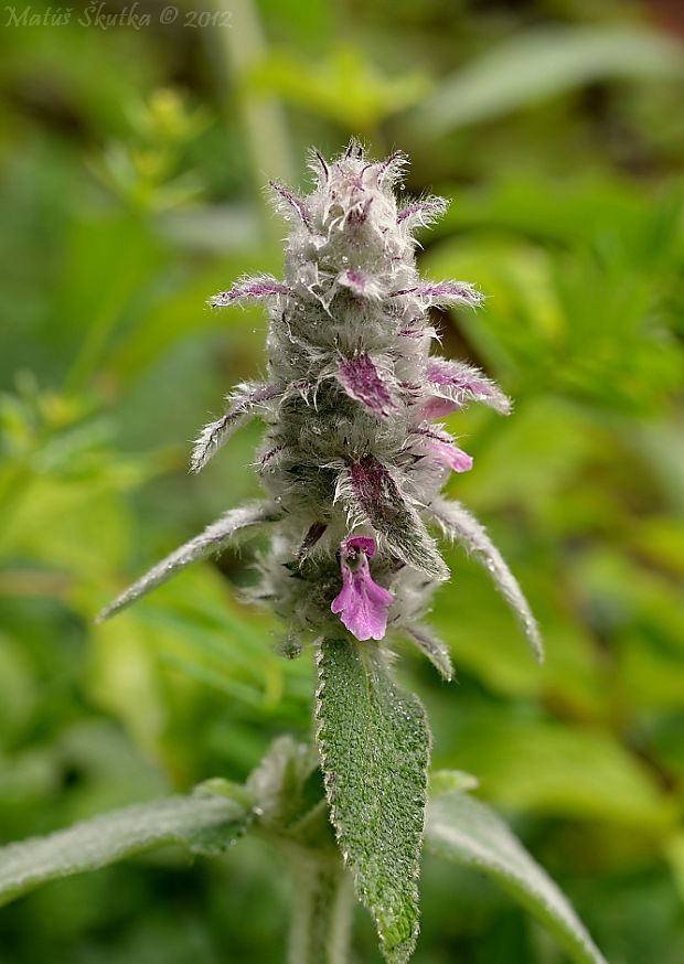 čistec nemecký Stachys germanica L.