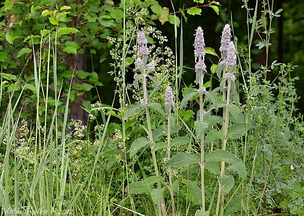 čistec nemecký Stachys germanica L.