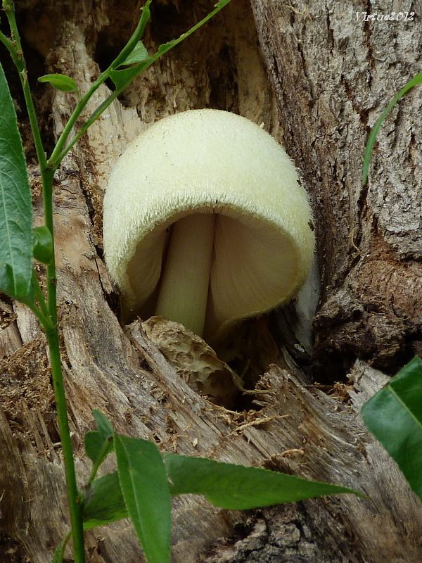 pošvovec stromový Volvariella bombycina (Schaeff.) Singer