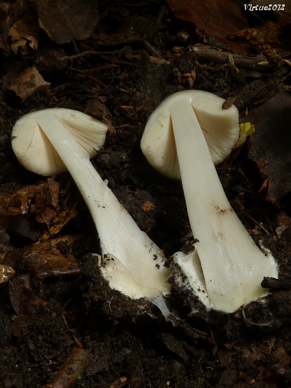 pošvovec Volvariella sp.