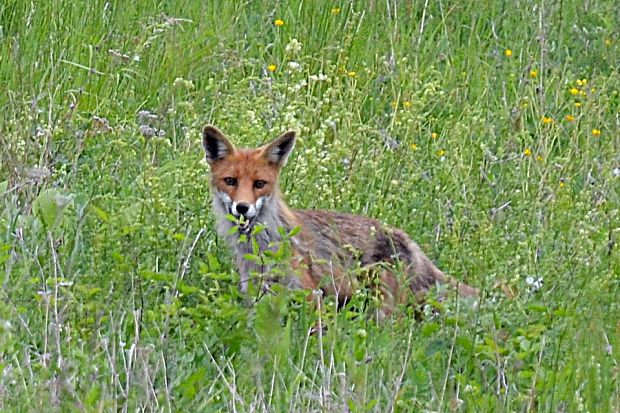 liška hrdzavá Vulpes vulpes