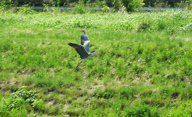 volavka popolavá ardea cinerea