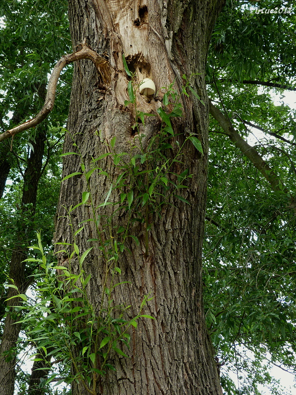 biotop pošvovca stromového