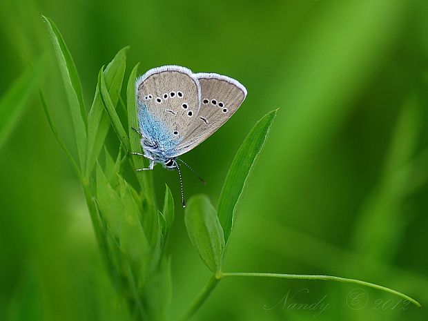 modráčik lesný  Polyommatus semiargus